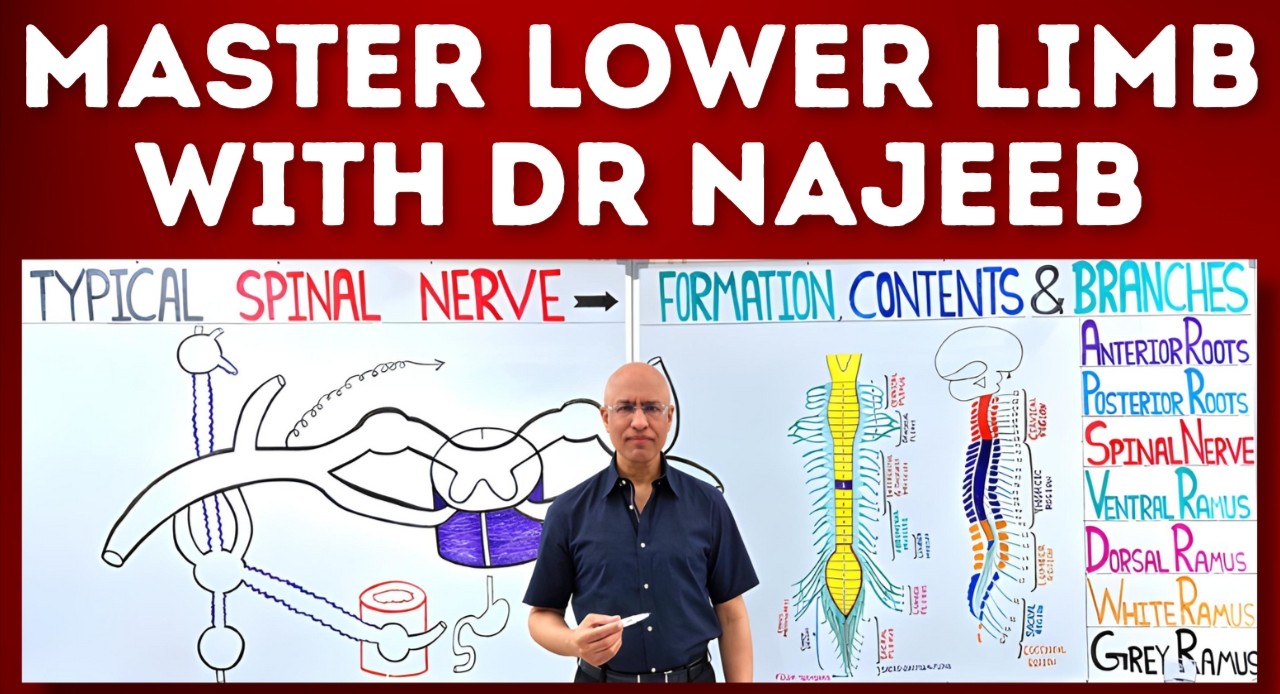 Lower Limb Notes Lower Limb Notes